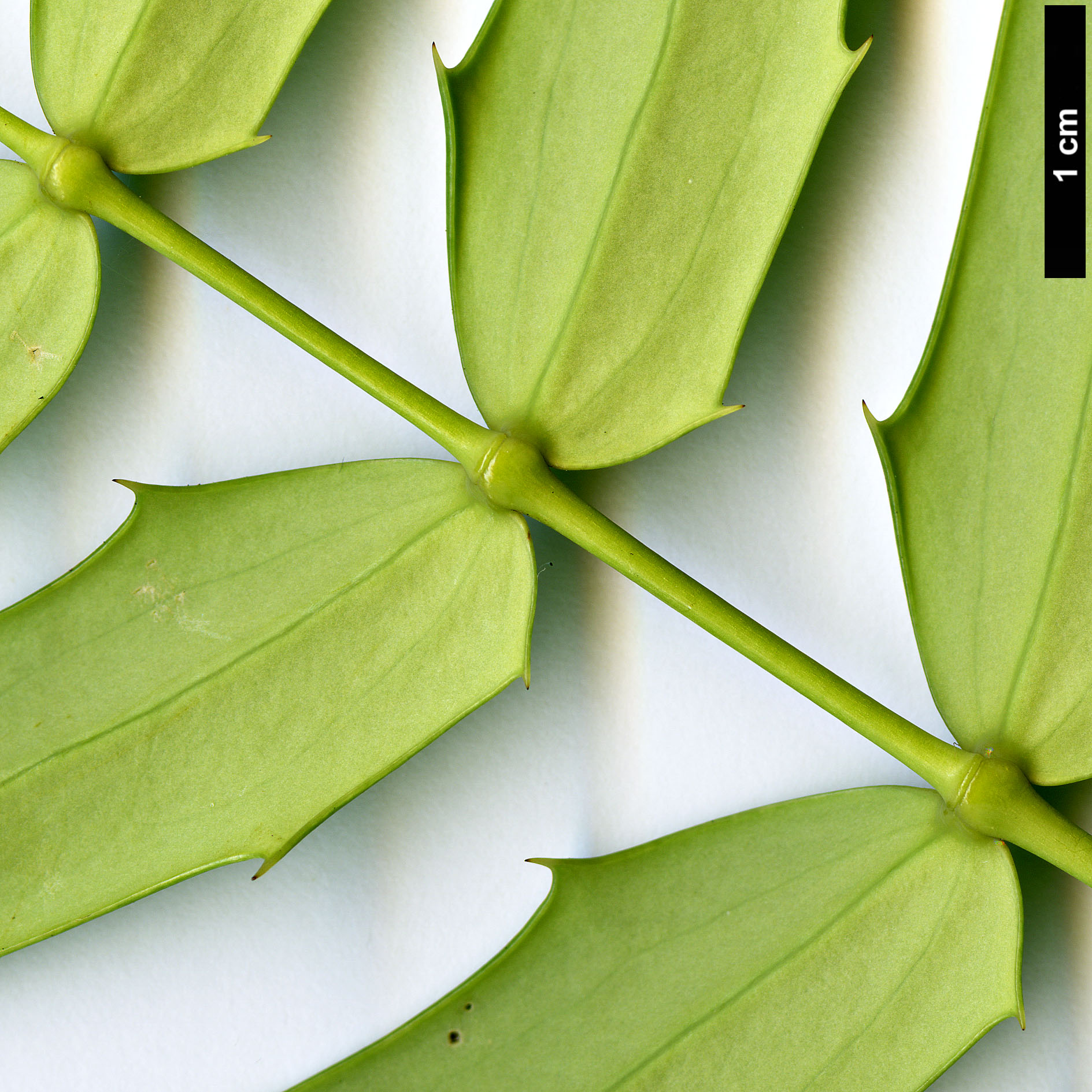 High resolution image: Family: Berberidaceae - Genus: Mahonia - Taxon: oiwakensis - SpeciesSub: subsp. lomariifolia var. lomariifolia High resolution image: Family: Berberidaceae - Genus: Mahonia - Taxon: oiwakensis - SpeciesSub: subsp. lomariifolia var. lomariifolia